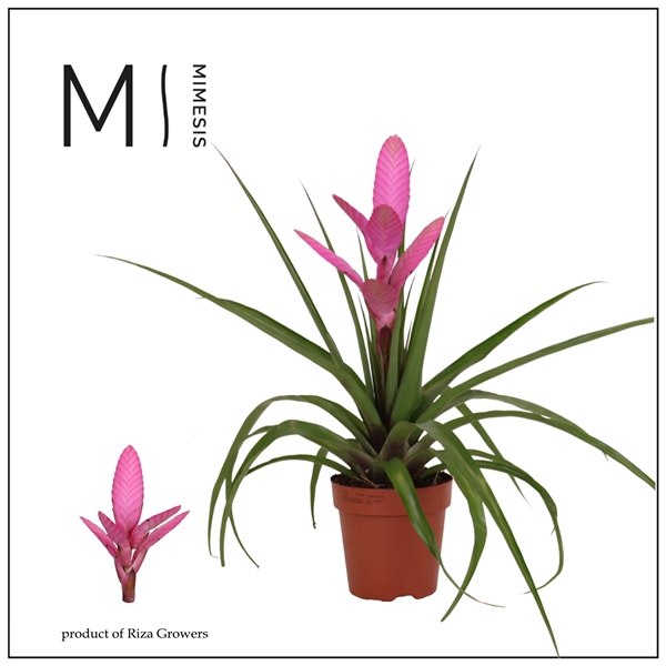 <h4>Mimesis Tillandsia Antonio - 12 cm</h4>