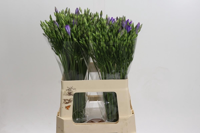 <h4>Triteleia Rudy</h4>