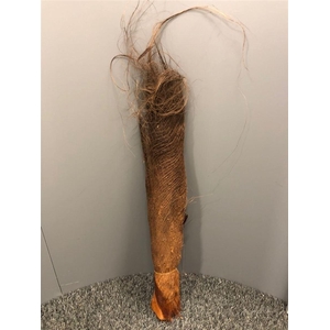 Dr Corteccia Di Palma