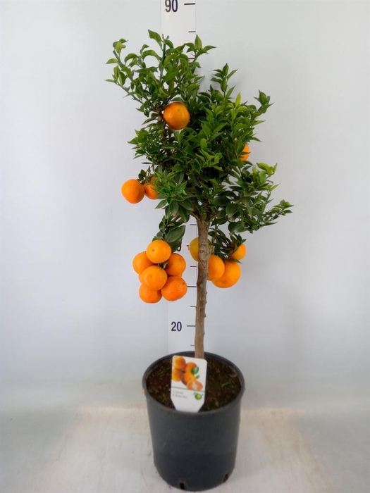 <h4>Citrus   ...</h4>