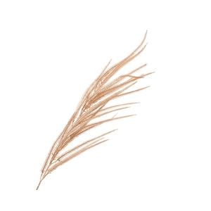Branch Kaaps Champagne