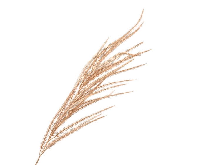 <h4>Branch Kaaps Champagne</h4>
