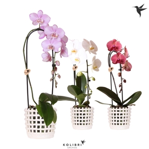 Kolibri Orchids Phalaenopsis Cascade Niagara Fall mix 1 spike in Mesh pot white