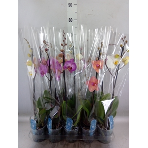 Phalaenopsis   ...mix  5