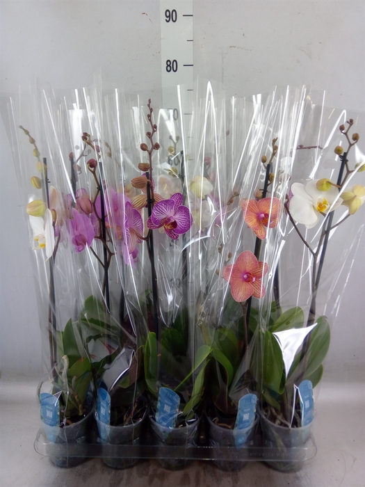 <h4>Phalaenopsis   ...mix  5</h4>