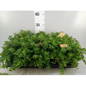 Peperomia rotundifolia