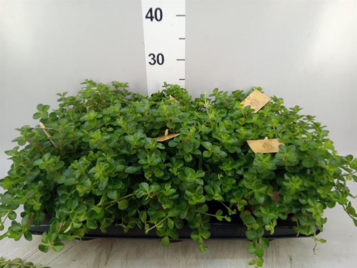 <h4>Peperomia rotundifolia</h4>