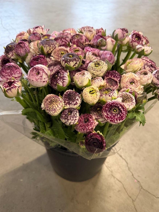 <h4>Ran Eleg Cappuccino</h4>