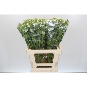Oxypetalum coeruleum 'Perfect White Harmony'