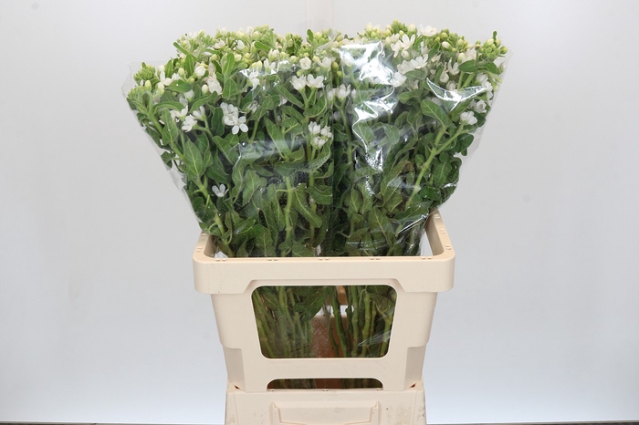 <h4>Oxypetalum coeruleum 'Perfect White Harmony'</h4>