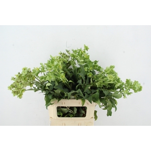 HELL STERNII PER STEM 090CM