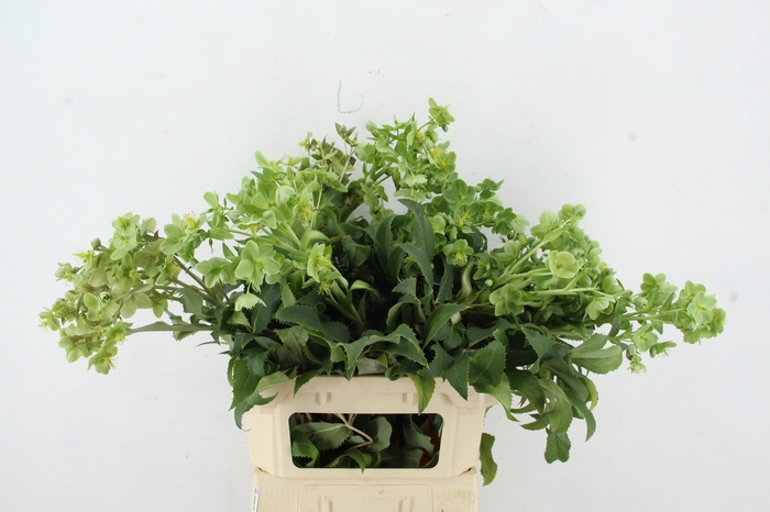 <h4>HELL STERNII PER STEM 090CM</h4>