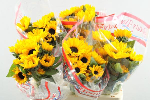 <h4>Helianthus Sunova</h4>