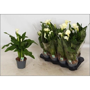 ZANT CAPT FRESCO P14