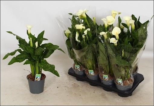 <h4>ZANT CAPT FRESCO P14</h4>