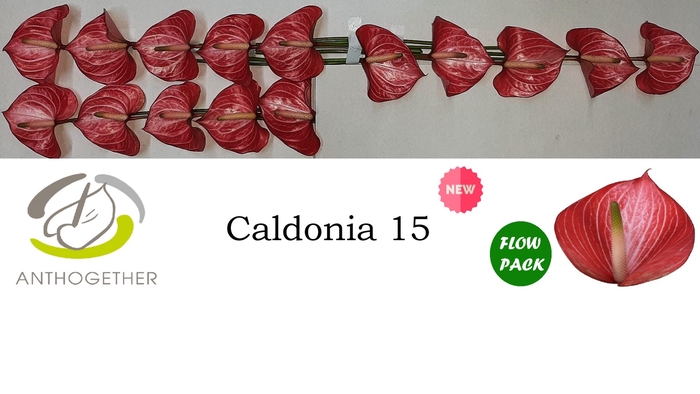 <h4>ANTH A CALDONIA caldonia 15 flow</h4>