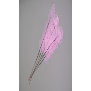 Dried Bleached Ficus Stem Purple