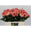 Dahlia Chanel