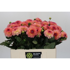 Dahlia Chanel