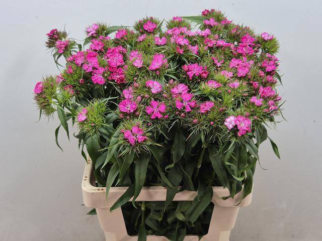 <h4>DI BARB BAR ROSE</h4>