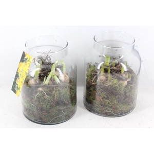 arr4 Bollenmix MB - Glas napoleon 338/5