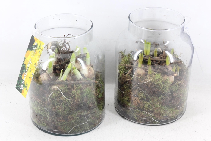 <h4>arr4 Bollenmix MB - Glas napoleon 338/5</h4>