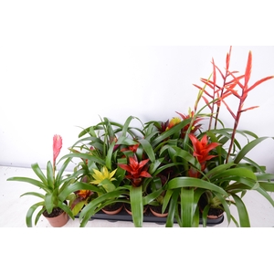 BROMELIA GEM 15 SRT