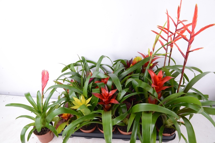 <h4>BROMELIA GEM 15 SRT</h4>