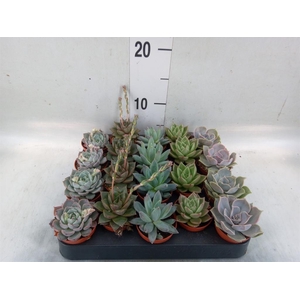 Echeveria   ...mix