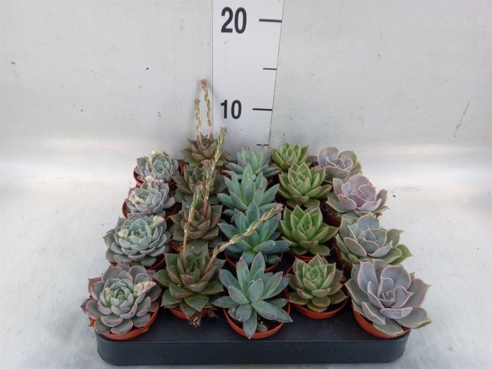 <h4>Echeveria ...mix</h4>