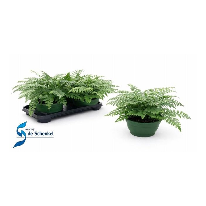 <h4>ASPLE PARVATI</h4>