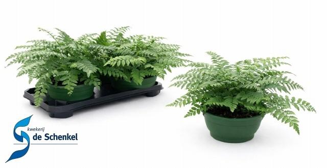 <h4>ASPLE PARVATI</h4>