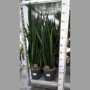 Sansevieria   ...