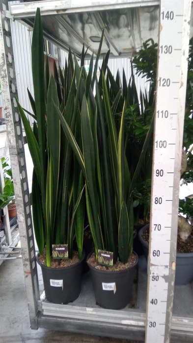 <h4>Sansevieria   ...</h4>