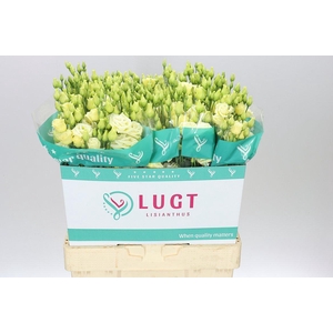 Eust Du Rosita Yellow