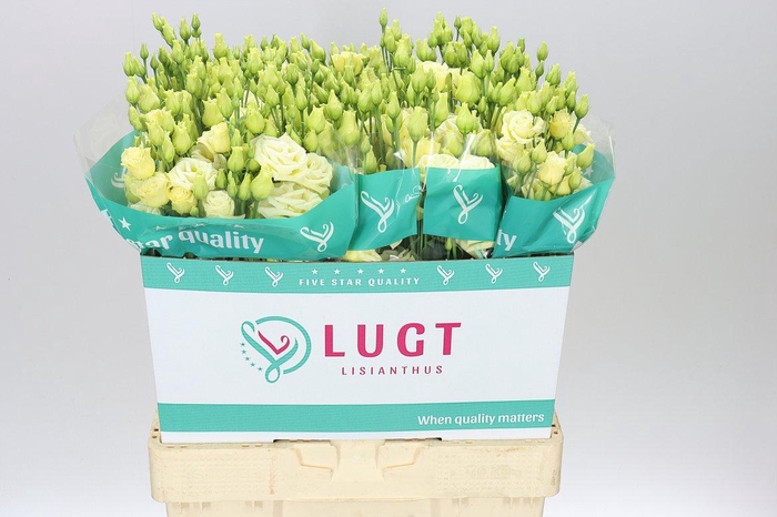 <h4>Eust Du Rosita Yellow</h4>