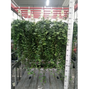 Hedera helix 'Anna'