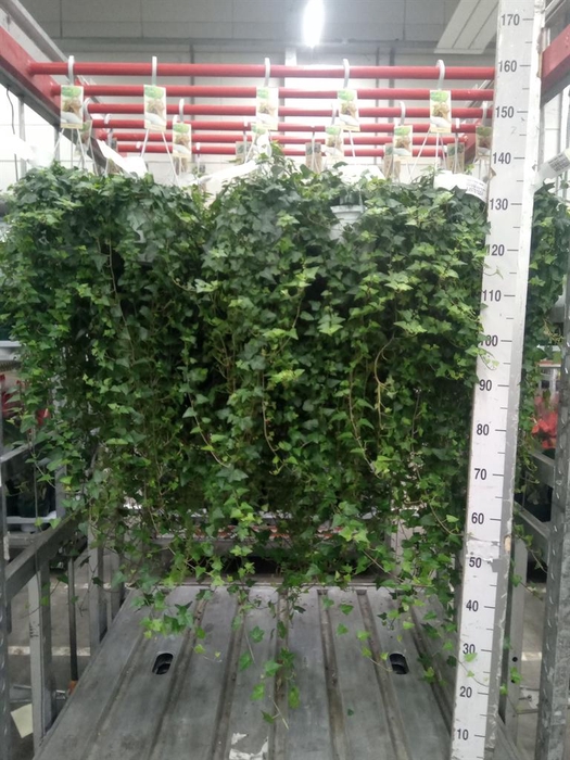 <h4>Hedera helix 'Anna'</h4>