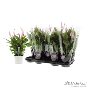 Spathiphyllum 13 cm Bellini Make Upz roze
