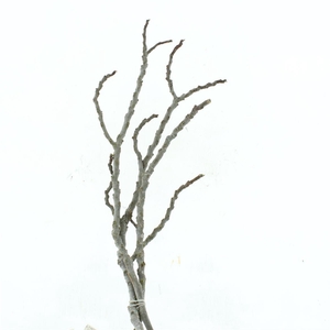 Dried Fig Branch (p Stem)