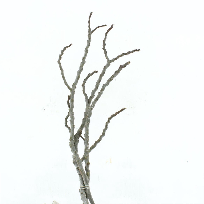 <h4>Dried Fig Branch (p Stem)</h4>
