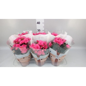 Begonia elat. HL 'Adonia Pink'