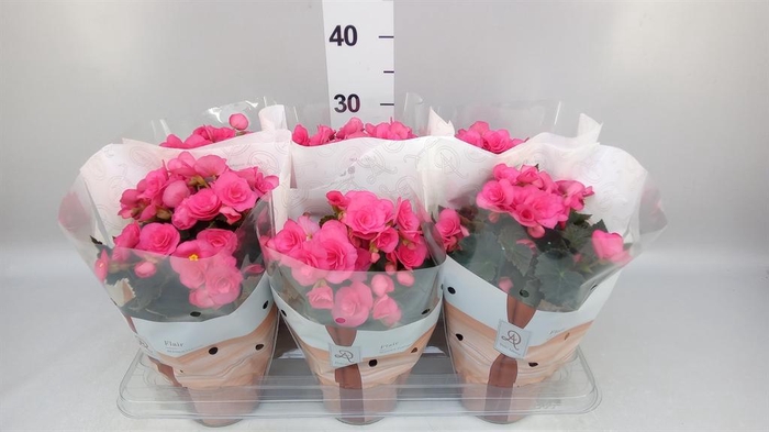 <h4>Begonia elat. HL 'Adonia Pink'</h4>