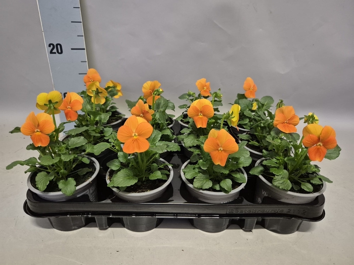 Viola cornuta F1 Orange