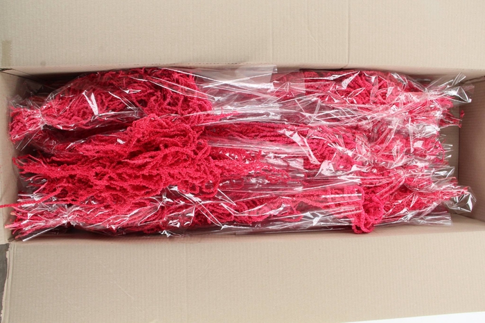 <h4>PF Amaranthus Hang Cerise Bs</h4>