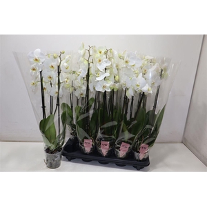 arr8 Phal An Inverness