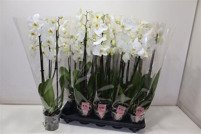 <h4>arr8 Phal An Inverness</h4>