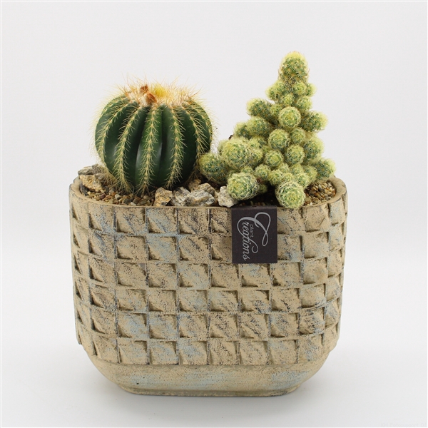 <h4>CTCR-2436 Cactus Essentials</h4>