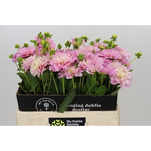 DAHLIA  'VERA LOUISE'