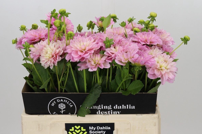 <h4>DAHLIA  'VERA LOUISE'</h4>
